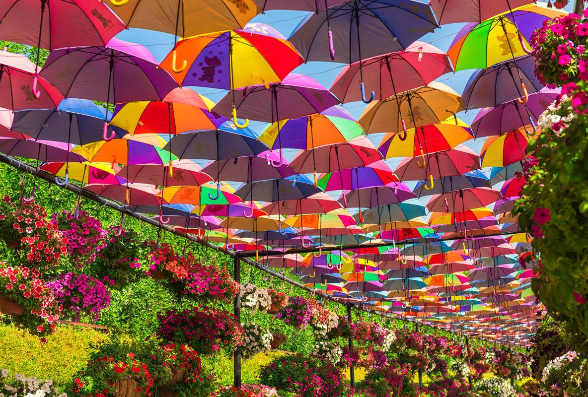 Dubai Miracle Garden The Best Place